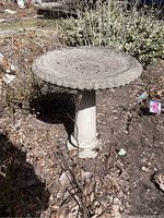 Photo showing front angle of the cement bird bath with scalloped edge basin and cylindrical pedestal base in garden setting.