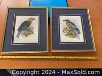 Two framed bird prints, one featuring a bird with a cream head and blue wings, the other with a more orange chest and blue wings, both framed in gold with navy blue mats.