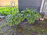 Two tall black metal plant holders displayed outdoors with green plants in front, showing height and scroll decorative details.