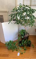 Full lot view showing the ficus tree, ivy plant in Chinese inspired pot, and three pothos plants in square metal pots arranged on wooden floor near window.