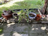 Seven plant pots arranged on low stone ledge outdoors, containing some soil and varying amounts of leafy plants.