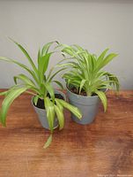Two spider plants side by side in gray pots with one having variegated leaves and the other solid green leaves against a plain wall background.