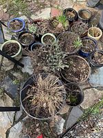Photo showing mix of 26 ceramic pots varying sizes, some with dry, some with live plants, all with soil, arranged on stone and gravel ground.