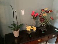 Wide shot of all plants and containers placed on wooden furniture against wall