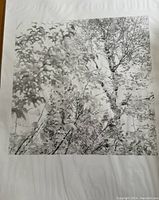 Black-and-white photograph print showing dense foliage and birch tree