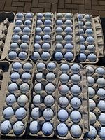 Eight dozen Noodle golf balls arranged in cardboard trays showing overall quantity and condition.