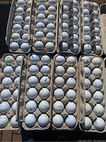 Eight trays of Titleist golf balls, 96 total, showing mixed styles and wear, placed outdoors on the ground.