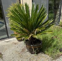 Large King Sago palm showing healthy fronds in a decorative black and gold oval planter outdoors.