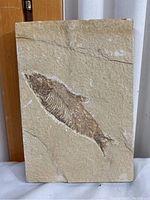 Photo showing full stone slab with embedded fish fossil, front view.