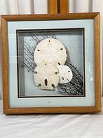 Full view of shadowbox frame with sand dollars and seaweed.