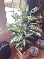 Full view of the artificial Dieffenbachia plant showing the dense, variegated leaves and the beige vintage square planter with embossed floral decoration.