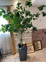 Full view of the hibiscus plant in the black tall plant stand near window.