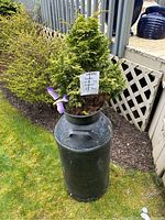 Full view of black metal milk can with small evergreen tree planted inside and purple hummingbird decoration attached to tree, positioned outdoors on grass.