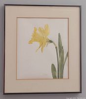 Full view of the framed watercolour painting titled 'Daffodil' showing the flower on white background, beige matting, and brown wood frame.