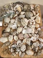 Large assortment of sea shells laid out showing different sizes, shapes and textures including scallop, clam, conch types.