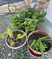 Three potted plants including jade succulent, asparagus fern, and single rhizome with ground cover in terra cotta pot.
