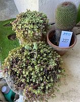 Top view showing the three potted succulents clustered together, with a tall spiky cactus in a terracotta pot and two trailing succulents in shallow round pots.
