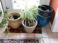 Overview photo showing multiple live potted plants including spider plant and trailing plant in beige ceramic pots, blue ceramic pot, and black plastic pot near a door.