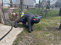 View of the inflated black cat on grass near a fence showing arched back, facial details, and tail.