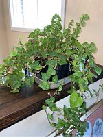 Live ivy plant with multiple trailing vines in black woven basket on a dark wood surface beside a window.