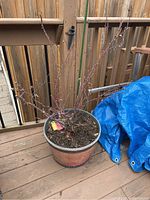 Full view of the Canadian Shield Red rose bush in a round planter, displaying its bare thorny stems and support stake.