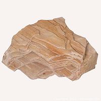 Full view of the petrified wood specimen showing its shape and texture