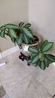 Full view of live plant with variegated green leaves in Asian ceramic planter on wooden stand in corner setting