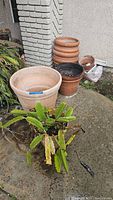 Photo of live segmented green plant in reddish-brown ceramic pot with beige plastic planter and stacked terracotta pots behind on concrete ground.