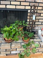 Three live green pothos plants in terra cotta pots with saucers placed on brick hearth.