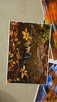 Photograph of an unmatted photographic print showing autumn leaves and rock textures, natural earthy colors.