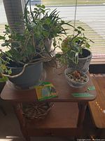 Overview of plants on wooden table including geranium, aloe, cactus, spider plants, and wicker basket below