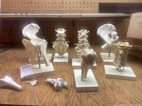 Seven anatomical skeletal models and parts arranged on a wooden surface including pelvis and various vertebra parts mounted on stands