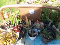 Various potted succulent plants of different sizes placed on a blue wooden garden bench among other pots and plants