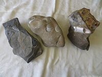 Overview of all three fossils including baculite, trilobite, and clam fossils together on white fabric.