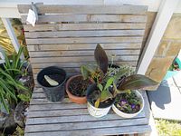 Wooden potter's chair holding several potted plants including succulents and other greenery