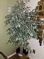 Full view of the artificial ficus tree showing variegated leaves and multiple trunks.