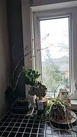 Three Erect Cristata plants and four ceramic planters displayed on a windowsill with natural lighting, showing the variety and condition of plants and pots.