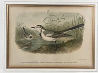 Frontal photo of the framed vintage print featuring the White Wagtail bird near water with natural foliage background, showing overall condition and subject.