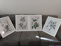 Wide angle photo showing all four framed botanical prints displayed on a couch, white wood frames with glass.
