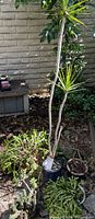 Another angle showing tall dracaena plant and surrounding succulents together