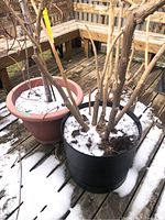 Three large plastic plant pots with soil and dormant woody plants. Snow visible on soil surface and deck floor. Outdoor deck setting.