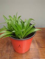 Side view of the spider plant showing full, green foliage in a red 6-inch plastic pot.