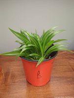 Front angle view of a well-rooted spider plant with lush green leaves in a 6-inch orange plastic pot.