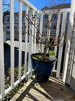 Tall blue ceramic planter with leafless shrub on balcony