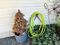 Large round black planter with dried plant and green foliage nearby with bright green garden hose coiled with sprayer