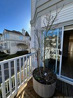 Photo of an 8-foot tall Japanese Snowdrop Tree in large planter placed on a first-floor deck outside sliding glass doors.