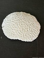 Top view of vintage white coral specimen showing detailed maze-like patterns.