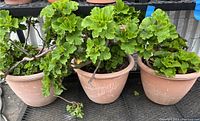 Three geranium plants in terracotta pots with full green foliage, showing size and condition.