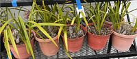 Photo showing six orchid plants in various plastic pots arranged on metal shelving.