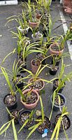 Overview photo showing multiple orchid plants in various sized black and terra cotta plastic pots arranged outdoors on pavement. Plants have long narrow green leaves, some yellowing or browning, and are potted in orchid bark media.